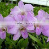 Dendrobium Hybrids Orchid Flower Fresh Dendrobium