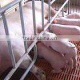 FL Sow Farrowing Crate thumbnail-5