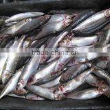 New Frozen Sardine in Fish 6-8 8-10 Pcs /kg thumbnail-3