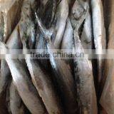 Seafood WR Frozen Spanish Mackerel Fish thumbnail-1