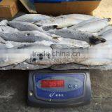 Block frozen Pacific Mackerel