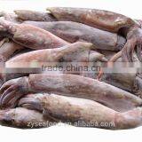 Frozen Peru Squid thumbnail-1