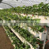 Hot Sale Commericial Strawberry Greenhouse With Hydroponic System thumbnail-1
