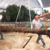 Trachycarpus Fortunei Packing thumbnail-1