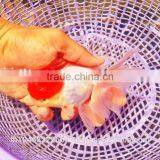 Live Tropical Gold Fish thumbnail-1