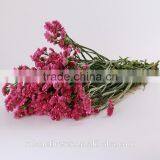 Supply Long Flower Period Fresh Cuttting Statices Flowers From Yunnan Province China thumbnail-4