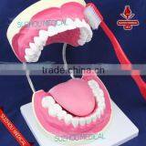 Teeth Care Model thumbnail-1