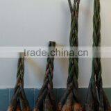80cm Pachira Five Braided Tree Birng Luck Pachira Houseplant Bonsai thumbnail-2