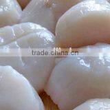 Frozen Fresh Scallop Meat for Sale