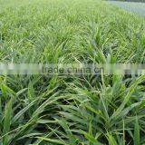 Supply FRESH GINGER Chinese Fresh Ginger thumbnail-3