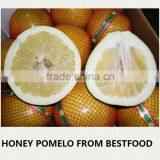 Fresh Citrus Fruit Honey Pomelo