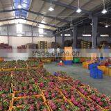 FRESH PITAYA thumbnail-3