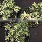 Serissa Foetida Serissa Single