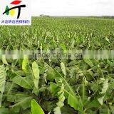 Direct Factory Price the Good Quality Ethylene Ripener for Banana(1) thumbnail-1