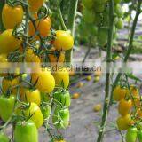 Yellow Hybred Seeds Tomato Seeds,best Quality for Greenhouse