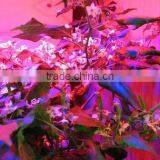 300W LED Grow Light Plant Greenhouse Lights Full Specturm Hydroponic Garden Indoor Flowering thumbnail-5