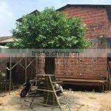 Fiberglass Big Ficus Tree thumbnail-2