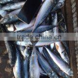 Pacific Mackerel thumbnail-2