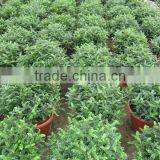 Zanthoxylum Odorum Flavor Shrub Tree thumbnail-5