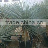 Yucca Rostrata thumbnail-6