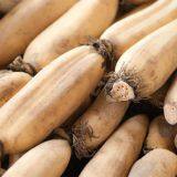 Vegetable Lotus Rhizome Lotus Root High Quality Fresh and Sweet Edible Rhizomes Lotus