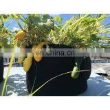 Non Woven Fabric Tomato Grow Bags, Geotextile Planting Grow Bags thumbnail-3