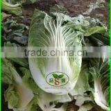 (HOT) 2015 Fresh Cabbages/NEW Cabbages