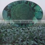 LH Planting Hybrid Broccoli Seeds f1