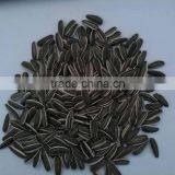 CHINESE NEW SUNFLOWER SEEDS FOR EXPORT thumbnail-2