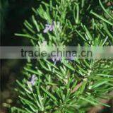 Rosemary Essential Oil thumbnail-1