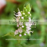 Peppermint Oil Pure Natural