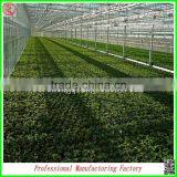 Arched Type Commercial Used Greenhouse for Potatoes for Hot Sale thumbnail-3