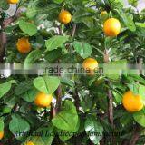 Wholesale Decorative Artificial Orange Tree,fiberglass Artificial Orange Tree thumbnail-6