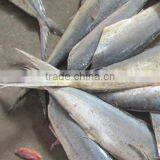 Frozen Mahi Mahi Fish Whole Around (Coryphaena Hippurus) thumbnail-6