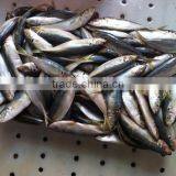 2016 High Quality Frozen Horse Mackerel thumbnail-3