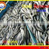 FROZEN WHOLE ROUND BARRACUDA FISH thumbnail-2