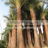 Phoenix Sylvestris(Silver Date Palm) thumbnail-2