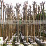 Ficus Religiosa Grower and Exporter thumbnail-3