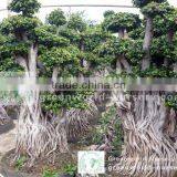 Ficus Microcarpa Root Shape thumbnail-1
