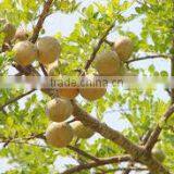 Aegle Marmelos thumbnail-4