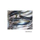 Sell Pacific Mackerel thumbnail-1