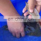 DRB-KB300 Prawns/Loach Skin Cutting Machine,Red Shrimp/Prawn Back Cutting/Opening Machine With High Quality