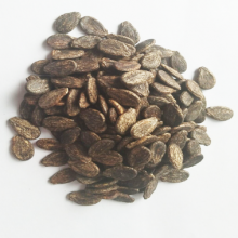 SHUANGXING f1 Big Hybrid Watermelon Seeds Outdoor Grown thumbnail-4