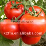 tomato paste in sachet brix 28-30%,22-24%