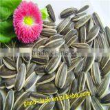 High Quality Sunflower Seeds for sale (22/64,24/64)