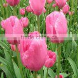 With High Quality and Grade Flower Bulbs Type Tulip With Low Price and Fast Shipping thumbnail-5