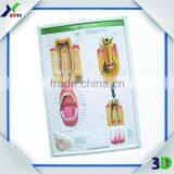 3D Plastic Medical Wall Posters, Customized 3D Anatomical Charts thumbnail-3