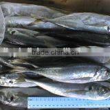Fresh Horse Mackerel Exporters for Sale thumbnail-1