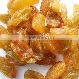 Indian Golden Raisin thumbnail-1