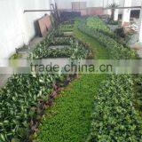 Vertical Grass Wall, Garden Artificial Hanging Green Wall,artifiicial Wall Dropback thumbnail-4